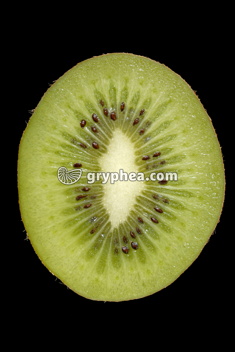 Kiwi CT (Actinidia deliciosa) - gryphea.org